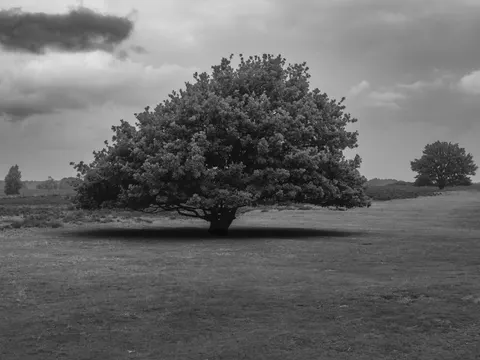 Lone Tree 4K Wallpaper · minimal · 3840×2880