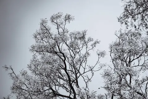 Lone Tree 4K Wallpaper · minimal · 3840×2560