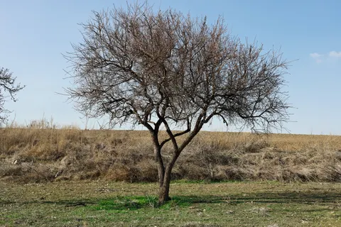 Lone Tree 4K Wallpaper · minimal · 3840×2560
