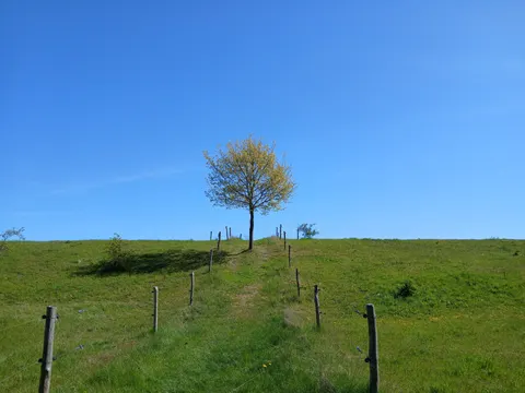 Lone Tree 4K Wallpaper · minimal · 3840×2880