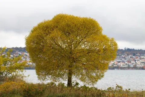 Lone Tree 4K Wallpaper · minimal · 3840×2560