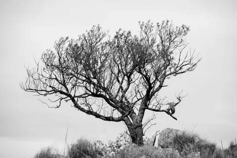 Lone Tree 4K Wallpaper · minimal · 3840×2560