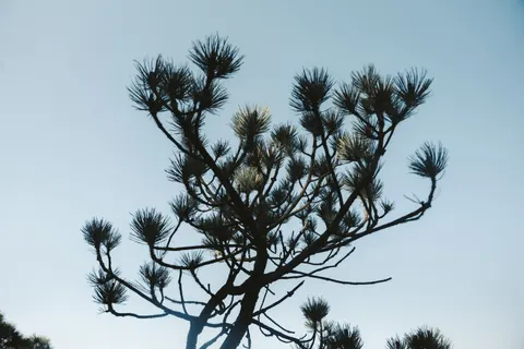 Lone Tree 4K Wallpaper · minimal · 3840×2560