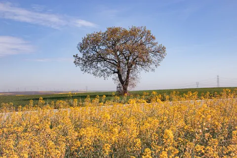 Lone Tree 4K Wallpaper · minimal · 3840×2560
