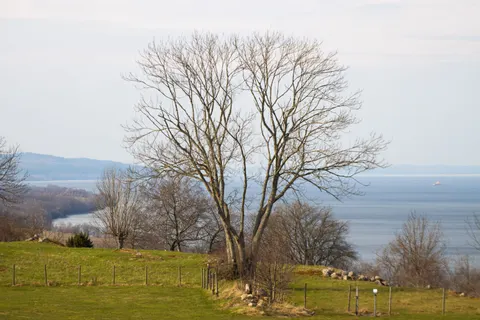 Lone Tree 4K Wallpaper · minimal · 3840×2560