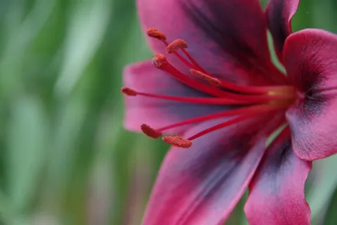 Orchid 4K Wallpaper · flowers · 3840×2560