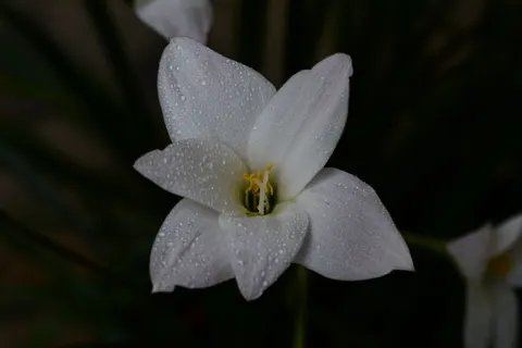 Orchid 4K Wallpaper · flowers · 3840×2560