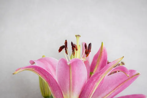 Orchid 4K Wallpaper · flowers · 3840×2561