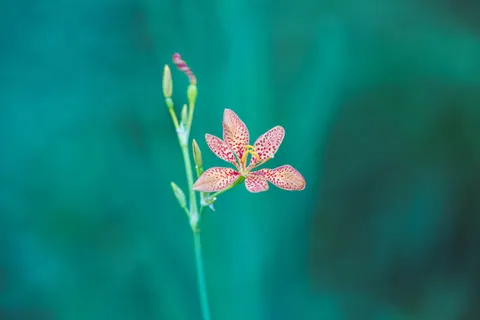 Orchid 4K Wallpaper · flowers · 3840×2560