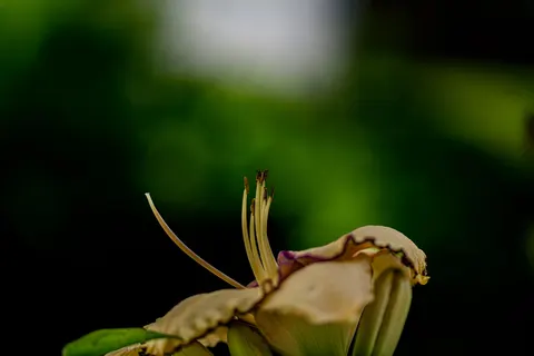 Orchid 4K Wallpaper · flowers · 3840×2560