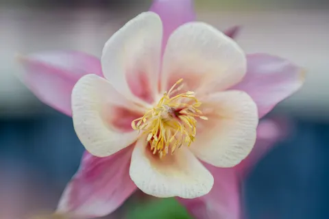Orchid 4K Wallpaper · flowers · 3840×2560