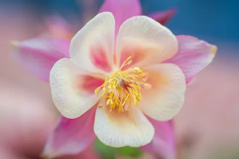 Orchid 4K Wallpaper · flowers · 3840×2560