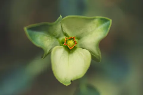 Orchid 4K Wallpaper · flowers · 3840×2560