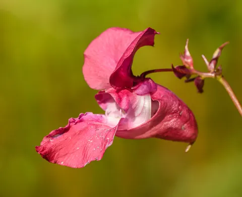 Orchid 4K Wallpaper · flowers · 3840×3131