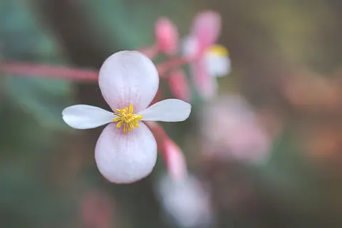 Orchid 4K Wallpaper · flowers · 3840×2560