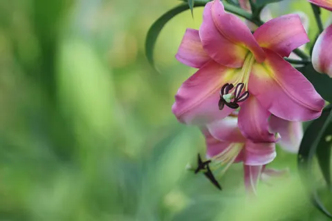 Orchidee 4K Hintergrundbild · flowers · 3840×2560