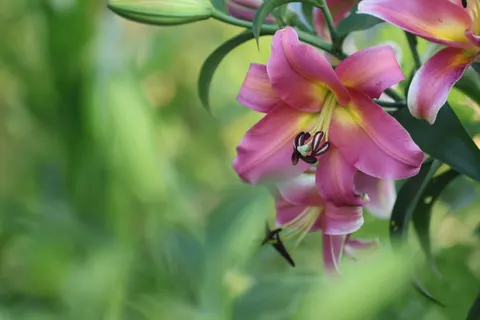 Orchid 4K Wallpaper · flowers · 3840×2560