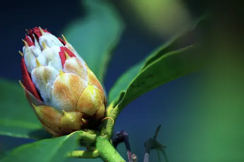Orchid 4K Wallpaper · flowers · 3840×2558