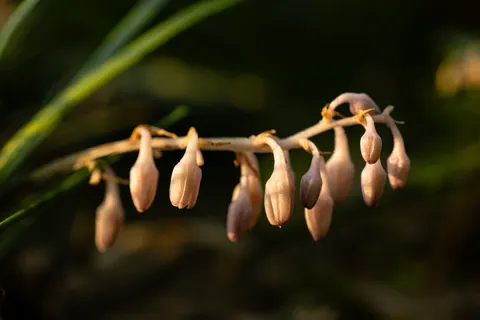 Orchid 4K Wallpaper · flowers · 3840×2560