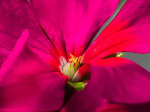 Orchid 4K Wallpaper · flowers · 3840×2883