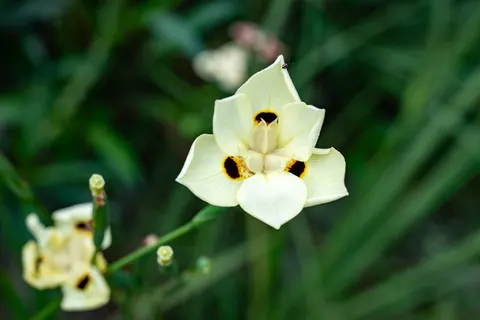Orchid 4K Wallpaper · flowers · 3840×2560