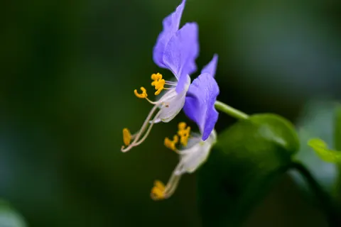 Orchid 4K Wallpaper · flowers · 3840×2560