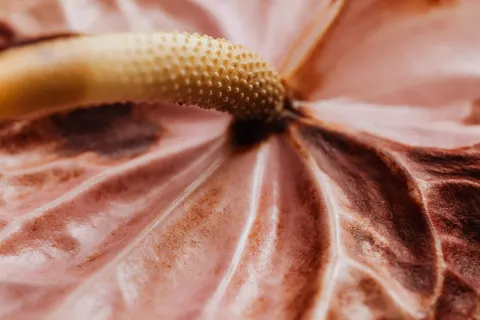 Orchid 4K Wallpaper · flowers · 3840×2560