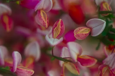 Orchid 4K Wallpaper · flowers · 3840×2555