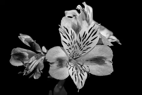 Обои Орхидея 4K · flowers · 3840×2560