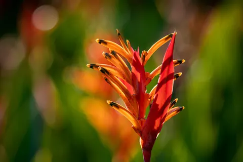 Orchid 4K Wallpaper · flowers · 3840×2560