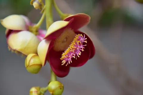 Tapeta Orchidea 4K · flowers · 3840×2563