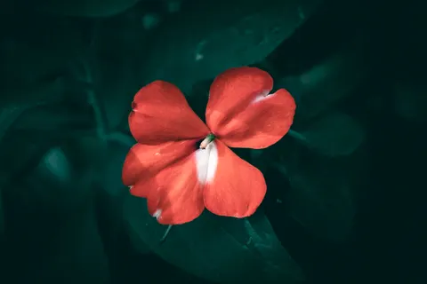 Orchid 4K Wallpaper · flowers · 3840×2560