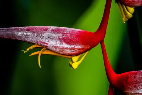 Orchid 4K Wallpaper · flowers · 3840×2560