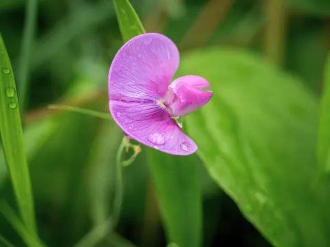 Orchid 4K Wallpaper · flowers · 3840×2880