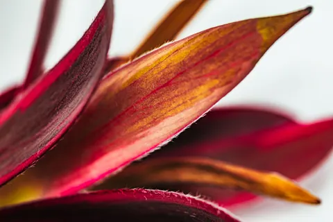 Orchid 4K Wallpaper · flowers · 3840×2560