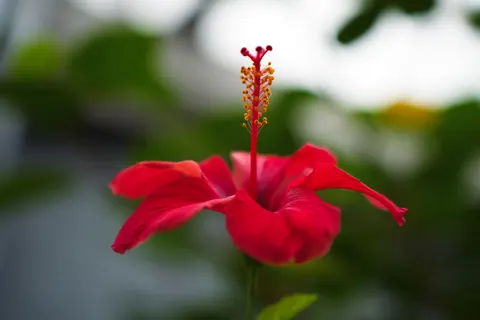Orchid 4K Wallpaper · flowers · 3840×2560