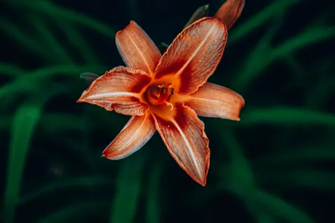 Orchid 4K Wallpaper · flowers · 3840×2560