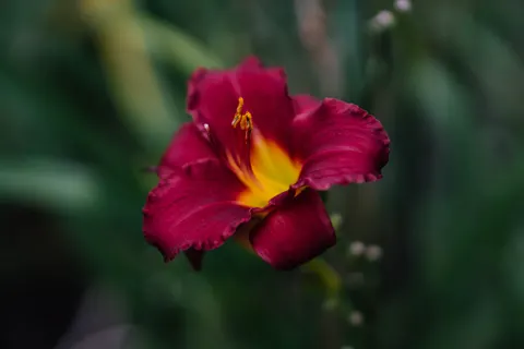 Orchid 4K Wallpaper · flowers · 3840×2560