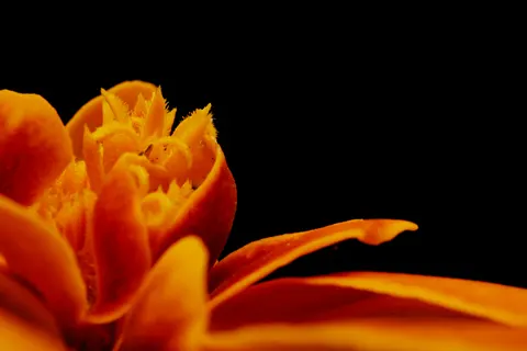 Orchid 4K Wallpaper · flowers · 3840×2560