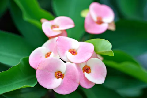 Orchid 4K Wallpaper · flowers · 3840×2560