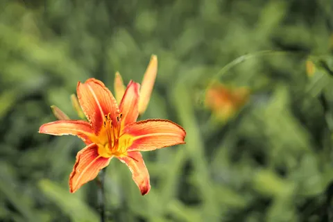 Orchid 4K Wallpaper · flowers · 3840×2560