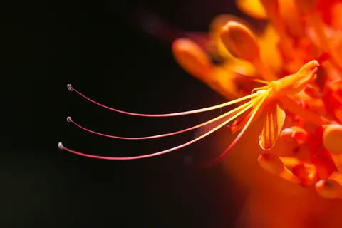Orchid 4K Wallpaper · flowers · 3840×2560
