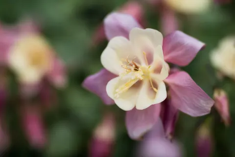 Orchid 4K Wallpaper · flowers · 3840×2560