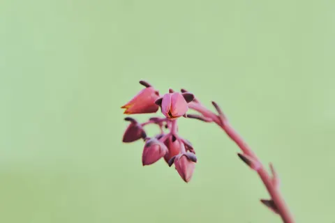 Orchid 4K Wallpaper · flowers · 3840×2560