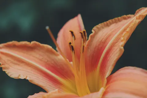 Orchid 4K Wallpaper · flowers · 3840×2560