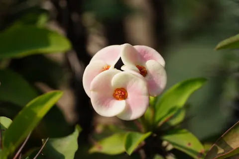 Orchid 4K Wallpaper · flowers · 3840×2561
