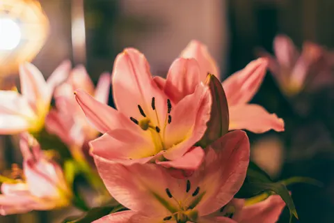 Orchid 4K Wallpaper · flowers · 3840×2560