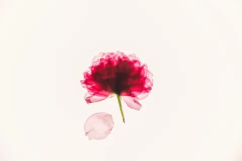 Peony 4K Wallpaper · flowers · 3840×2560