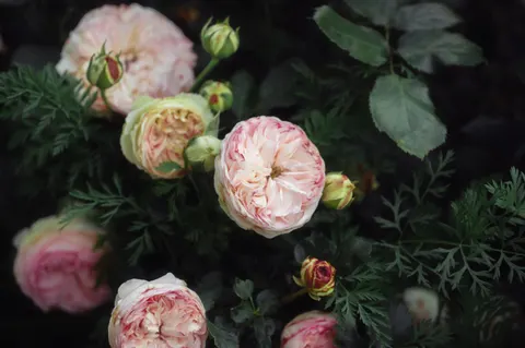 Peony 4K Wallpaper · flowers · 3840×2555