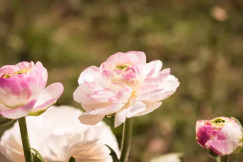 Peony 4K Wallpaper · flowers · 3840×2560